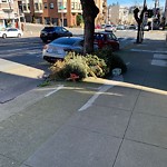 Holiday Tree Removal at 3115 California St