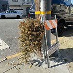 Holiday Tree Removal at 1395 31st Ave