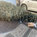 Holiday Tree Removal at 733 Front St