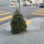 Holiday Tree Removal at Intersection Of Bacon St & Somerset St