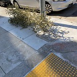 Holiday Tree Removal at Intersection Of Jones St & Bernard St