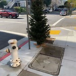 Holiday Tree Removal at Intersection Of Green St & Buchanan St