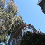 Tree Maintenance at 21 Beulah St Cole Valley