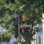 Tree Maintenance at Intersection Of Dolores St & 20th St