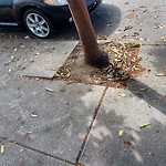Curb & Sidewalk Issues at 2600 Vicente St