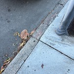 Curb & Sidewalk Issues at 2637 22nd St