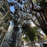 Tree Maintenance at 129 Collingwood St, San Francisco Ca 94114, United States