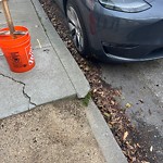 Curb & Sidewalk Issues at 1960 Sutter St