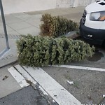 Holiday Tree Removal at Intersection Of 17th Ave & Clement St