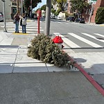 Holiday Tree Removal at 1964 Buchanan St