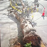 Tree Maintenance at 465 6th St