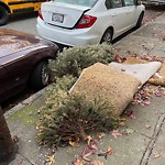 Holiday Tree Removal at 1127 Cole St