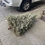 Holiday Tree Removal at 45 Carl St