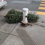 Holiday Tree Removal at Us Ca 1004;1006;1008;1010 Pierce Street San Francisco, Ca 94115 United States Of America