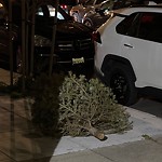 Holiday Tree Removal at 521 26th Ave