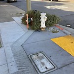 Holiday Tree Removal at Intersection Of Broderick St & Chestnut St