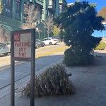 Holiday Tree Removal at 1639 Taylor St