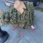 Holiday Tree Removal at 62 Hattie St