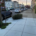 Holiday Tree Removal at 505 26th St
