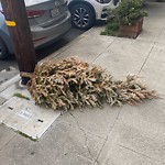 Holiday Tree Removal at 655 Tennessee St