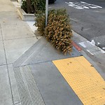 Holiday Tree Removal at Intersection Of Fillmore St & Green St