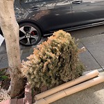 Holiday Tree Removal at 1960 Clay St