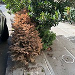 Holiday Tree Removal at 3484 22nd St