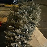 Holiday Tree Removal at 401 Huron Ave