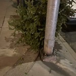 Holiday Tree Removal at Intersection Of Hyde St & Vallejo St