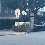 Holiday Tree Removal at Intersection Of Octavia St & Vallejo St