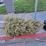 Holiday Tree Removal at 1700 Ellis St
