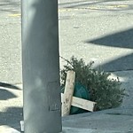 Holiday Tree Removal at Intersection Of Grove St & Webster St