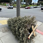 Holiday Tree Removal at Intersection Of Laguna St & Washington St