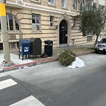 Holiday Tree Removal at 2101 Sacramento St
