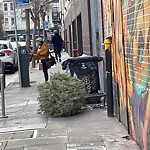 Holiday Tree Removal at 120 Capp St