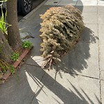 Holiday Tree Removal at 3812 21st St