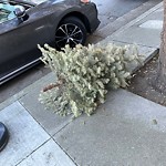 Holiday Tree Removal at 133 Divisadero St