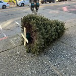 Holiday Tree Removal at 331 Judah St