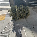 Holiday Tree Removal at Intersection Of Mcallister St & Pierce St