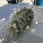 Holiday Tree Removal at Intersection Of Diamond St & Unnamed 026