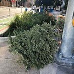 Holiday Tree Removal at 420 Folsom St