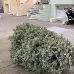 Holiday Tree Removal at 628 6th Ave