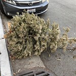 Holiday Tree Removal at 307 Dorado Ter