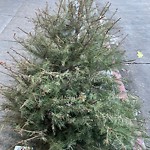 Holiday Tree Removal at 248 Guerrero St