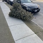 Holiday Tree Removal at 2213 California St