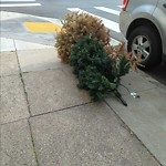 Holiday Tree Removal at 610 Central Ave