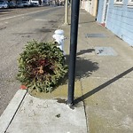 Holiday Tree Removal at Intersection Of 26th Ave & Judah St