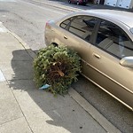 Holiday Tree Removal at 2040 Judah St