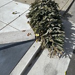 Holiday Tree Removal at 100 Capra Way