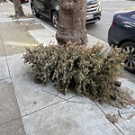 Holiday Tree Removal at 2429 Jackson St